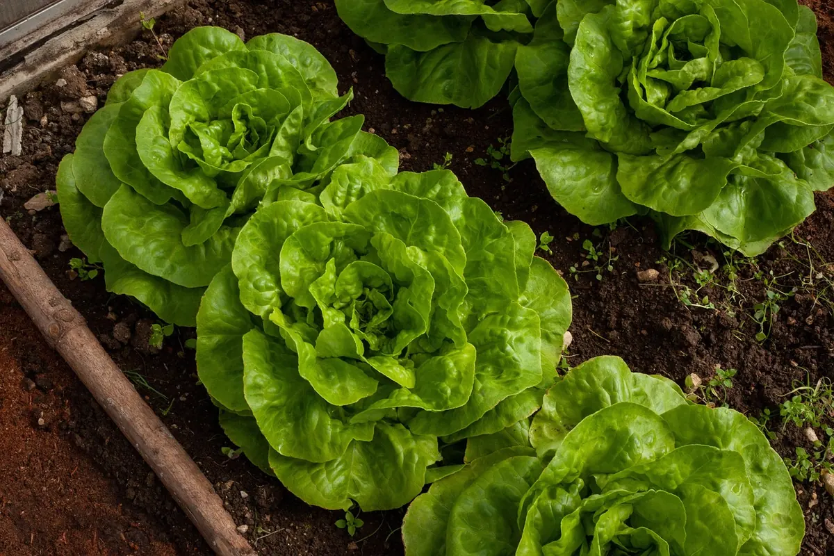 Vegetables