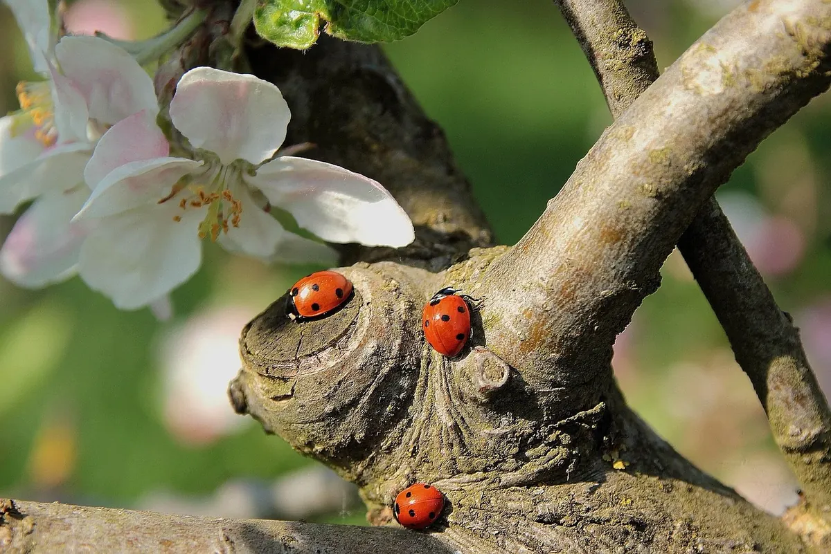 How to Prune an Apple Tree Correctly (and When to Do It)
